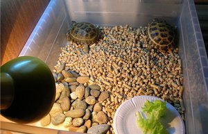 צבי יבשה מרגישים נהדר בתנאי בית