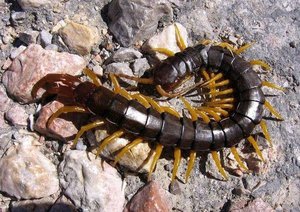 כיצד מאופיינים סקולופנדרים?