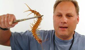 האם סקולופנדרס יכולים לחיות בבתים של אנשים וכיצד להיפטר מהם? מאפייני מגורי סקולופנדרה בבתים אנושיים ושיטות להתמודדות איתם