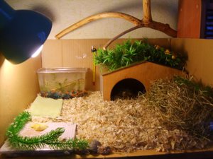 איך לבחור בית לצב