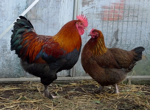 מחלות העופות הנפוצות ביותר, הסימפטומים שלהן והטיפול בהן. תמונות של ציפורים חולות.