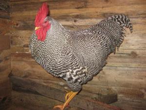 הכל על גזע פלימות' רוק