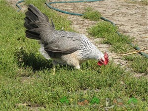 אילו מחלות תרנגולות יכולות להידבק בהן?