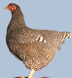 תרנגולות פלטמוטרוק מפוספסות