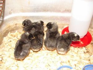 גידול תרנגולות פלימות' רוק