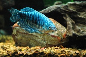 גוראמי משויש: שמירה וטיפול בדגים