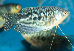 גורמה משוישת