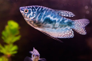 תיאור של דגי גורמה