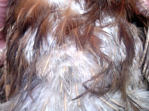 אילו שיטות טיפול בתרנגולות משמשות?