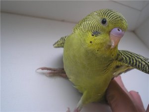 כיצד לקבוע את המין והגיל של תוכי