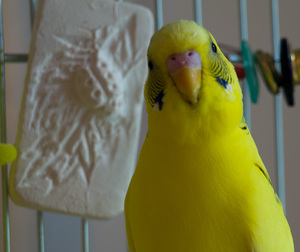 קביעת מין וגיל של תוכי