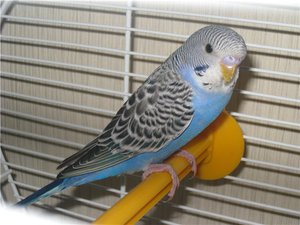 איך לדעת בן כמה תוכי