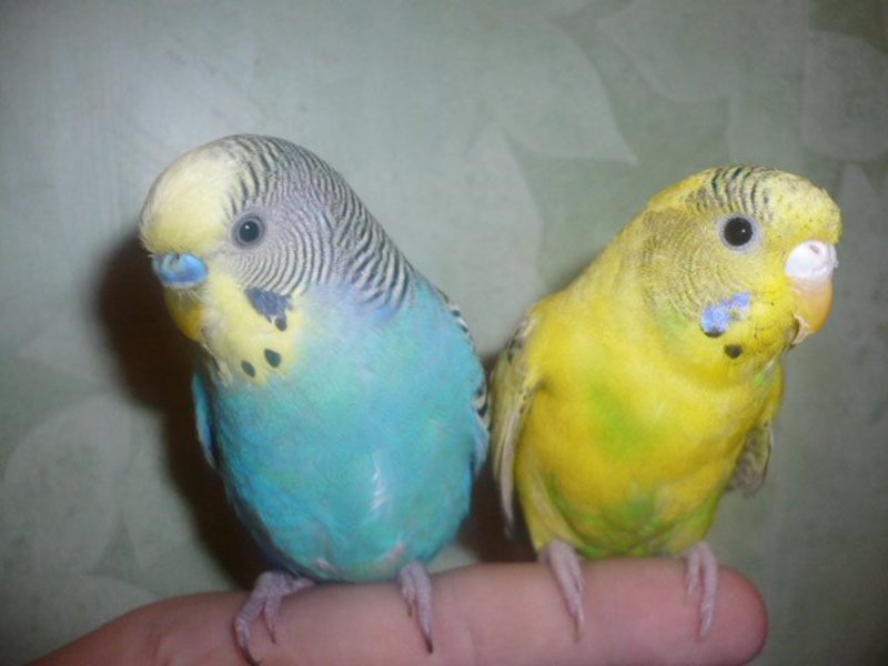 תוכים צעירים כיצד להבחין בין תוכי זכר לנקבה