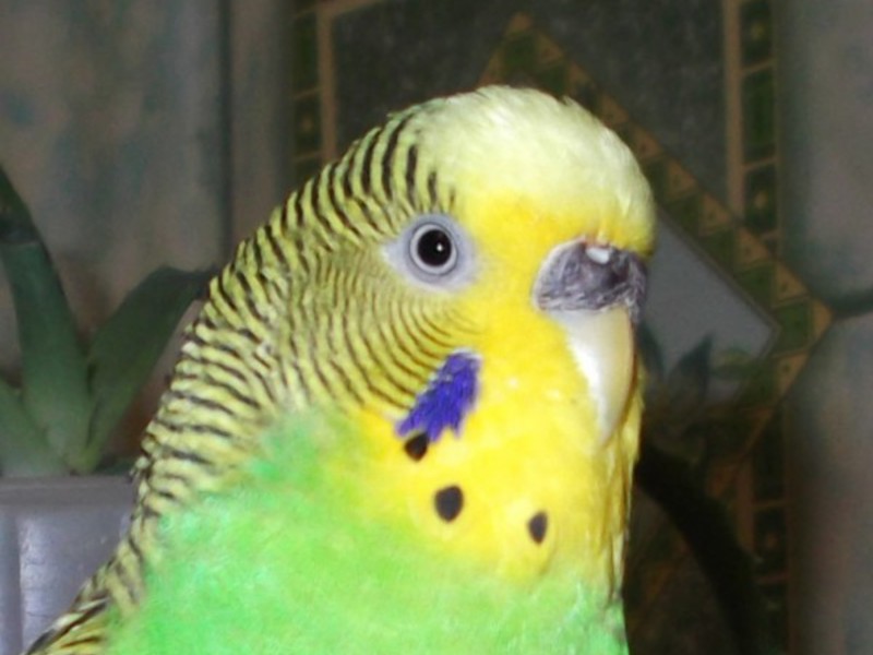 תגיד לי את מין האפרוחים איך לטפל כראוי בתוכי