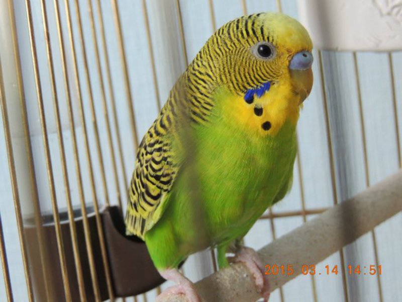 תוּכִּי קָטָן תיאור של התוך-התיכון