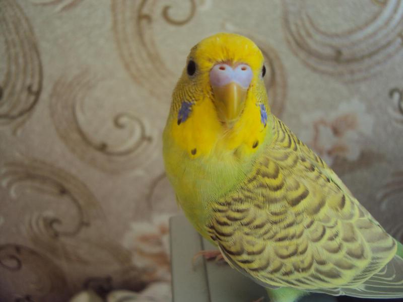 קביעת מין וגיל של תוכי תוכים קטנים