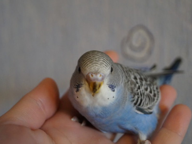 טיפול בתוכים תוכים צעירים