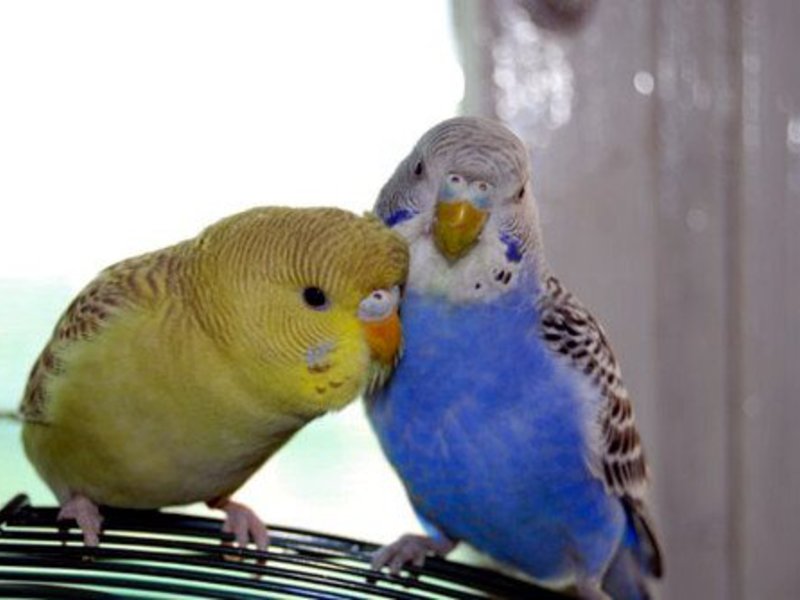 שמירה על תוכי איך לגדל תוכים