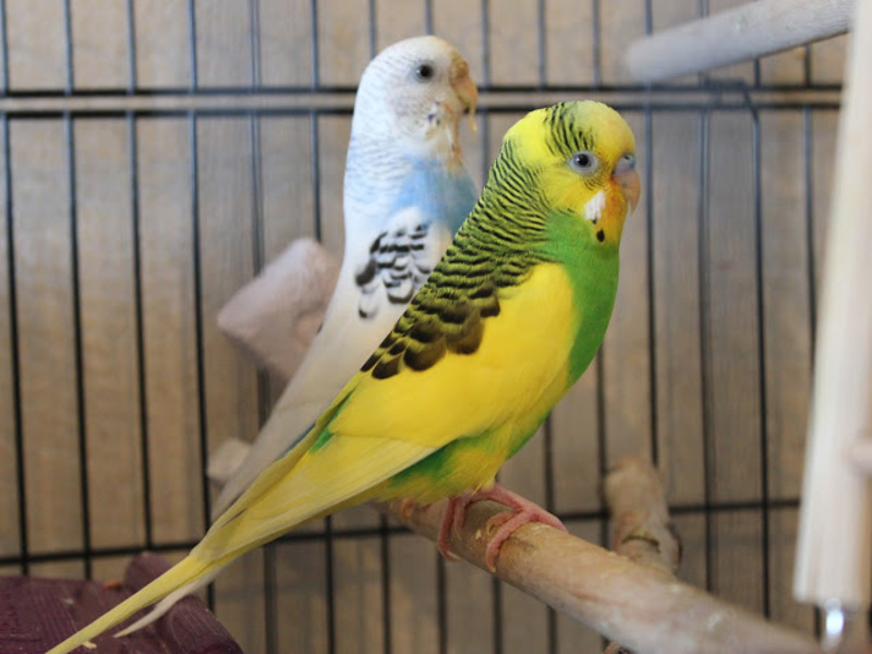 תוכים צעירים תוכים צעירים בכלוב