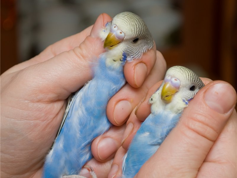 טיפול בבוגדריגר גידול תוכים