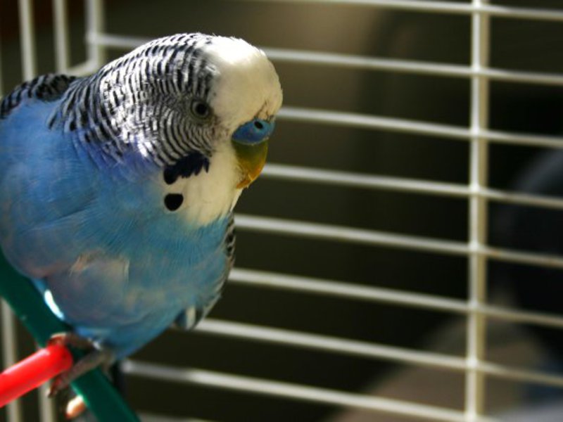 תוּכִּי קָטָן קביעת מין וגיל של תוכי