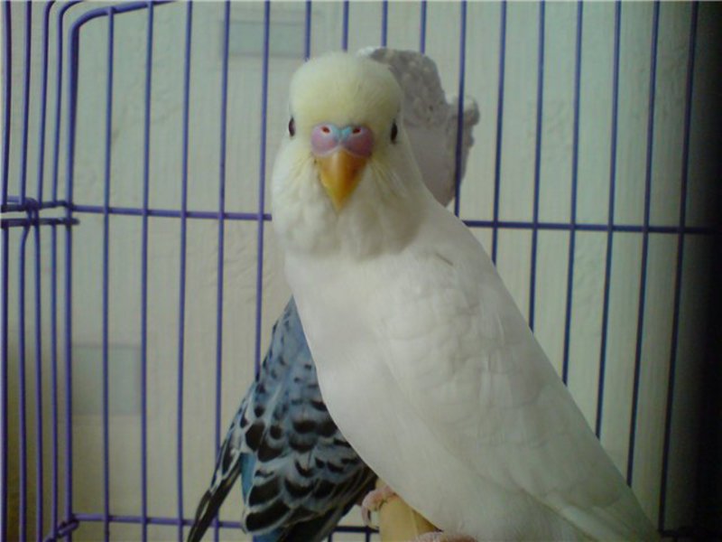 איך להאכיל תוכי תוכים