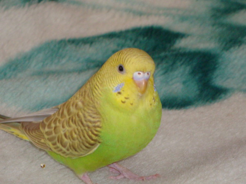 איך לבחור תוכי כיצד לקבוע את מין התוכי