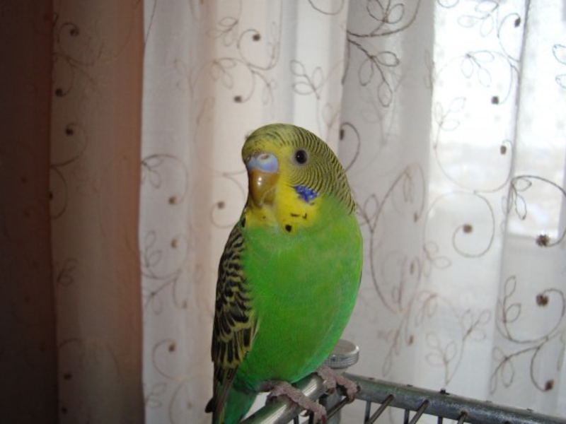 תוּכִּי קָטָן כמה זמן חיים תוכים?