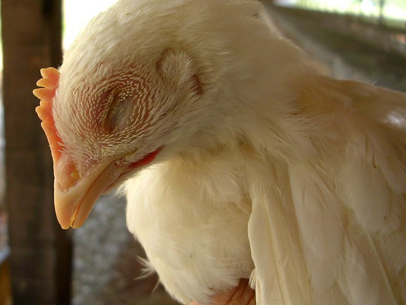 אילו מחלות תרנגולות יכולות להידבק בהן?