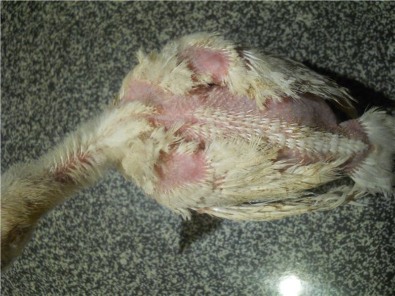 אילו מחלות נדבקות בתרנגולות?