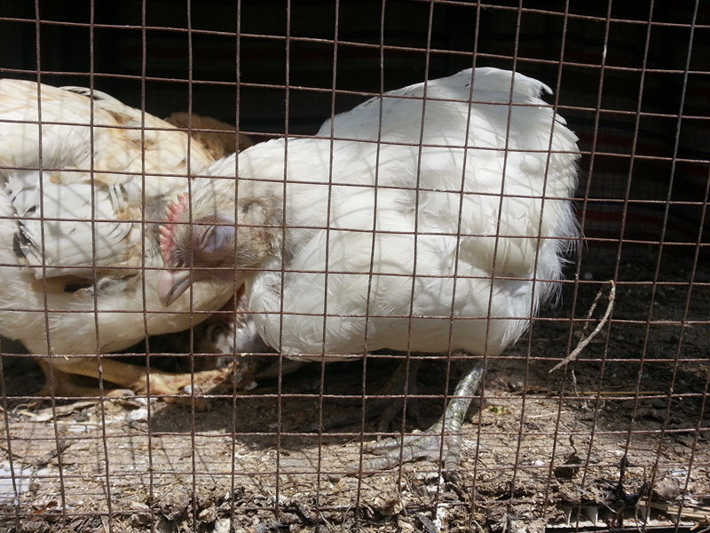 איך לרפא תרנגולות ותרנגולות