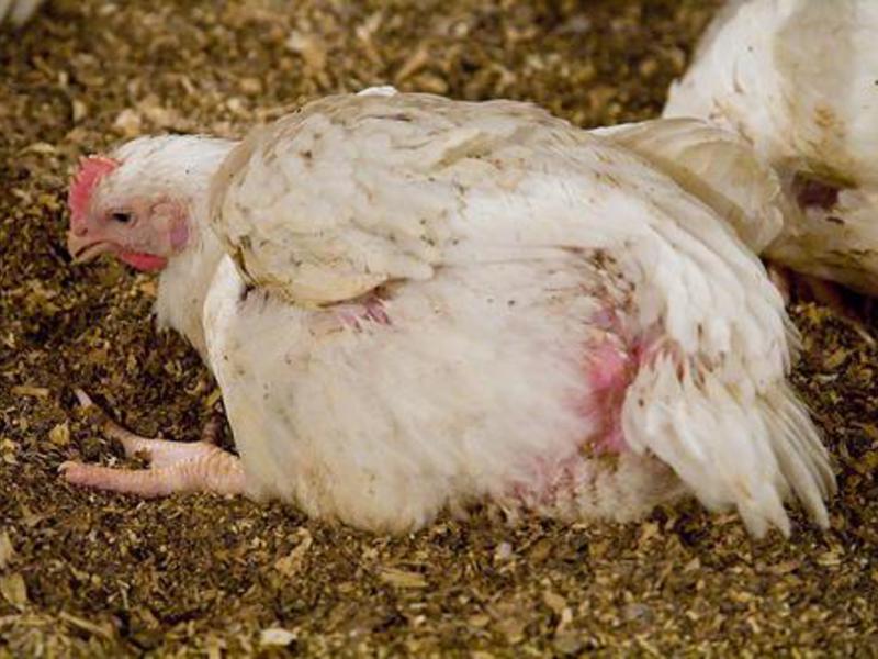 מחלות של תרנגולות וגוזלים