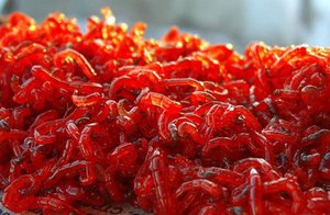 מזון חי תוצרת בית לדגי אקווריום