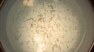 קורטרה (מזון חי לדגים) קורטרה הוא אחד מסוגי המזון החי לדגים.