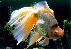 דגי זהב באקווריום - מינים, הרגלים ותחזוקה
