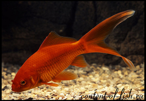 דגי זהב באקווריום - תכונות טיפול ישנם מספר סוגים של דגי זהב באקווריום.