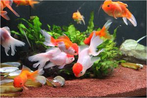 דגי זהב באקווריום - אפשר להסתכל על זה הרבה זמן