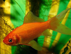 דג הזהב של קומט הוא בהיר ופעיל מאוד. דג זהב שביט: עם מי הוא חי ומה הוא אוכל