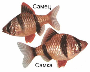 תאימות של ברבים עם דגי אקווריום אחרים