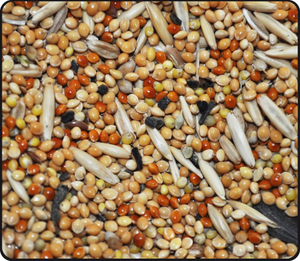 סוג מזון לתוכים אוכל לתוכים נמכר בחנויות