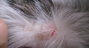 תסמינים של גזזת אצל חתולים גַזֶזֶת