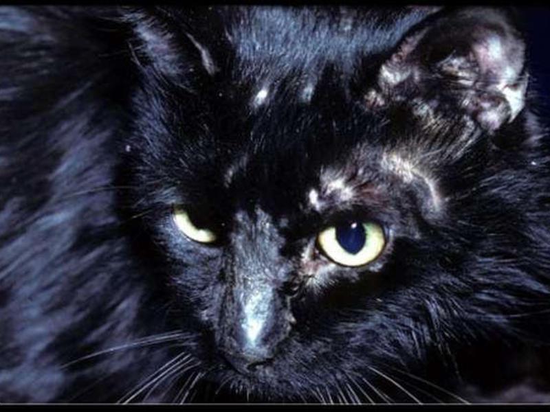 גזזת אצל חתול אילו סוגי חזזיות יש לחתולים?