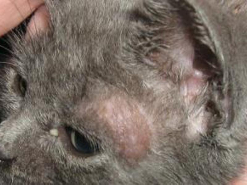 תסמינים של גזזת אצל חתולים כיצד מתבטאת חזזית?