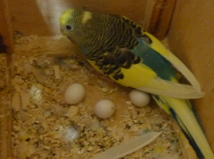 נקבה בבית רבייה תוכית בבית - גידול תוכים דורש אינטימיות