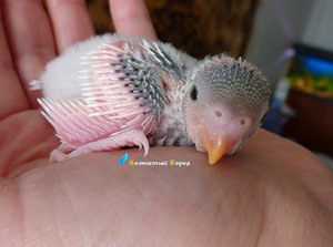 תוכי התינוק מוצג בתמונה.