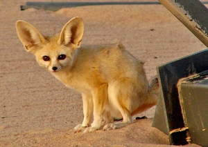 שועל פנק חיות יוצאות דופן