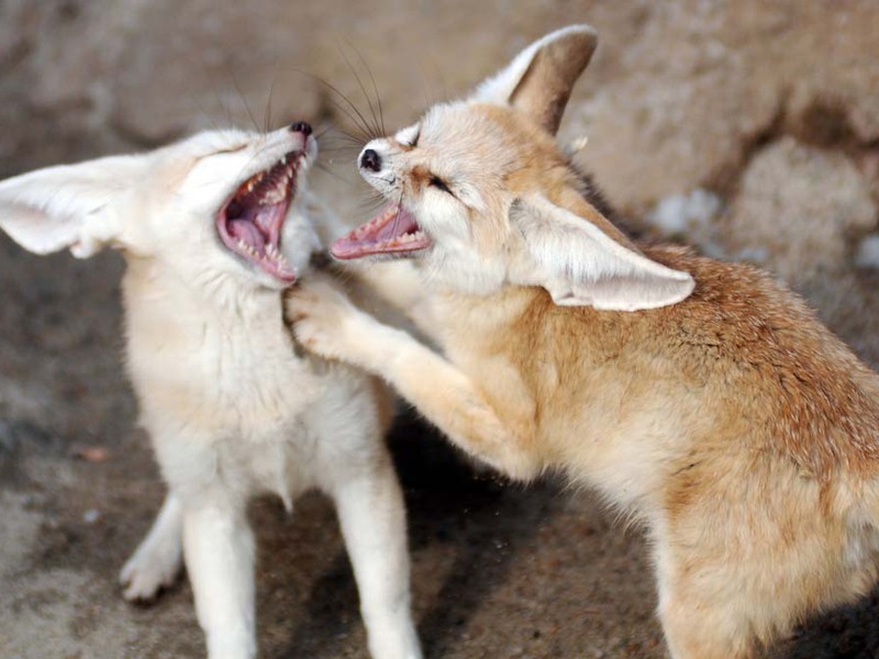 שועל מדברי שועל עם אוזניים גדולות