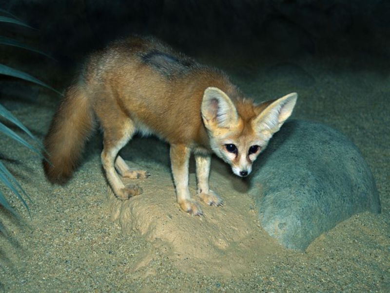 שועל עם אוזניים גדולות שועל מדברי ארוך אוזניים