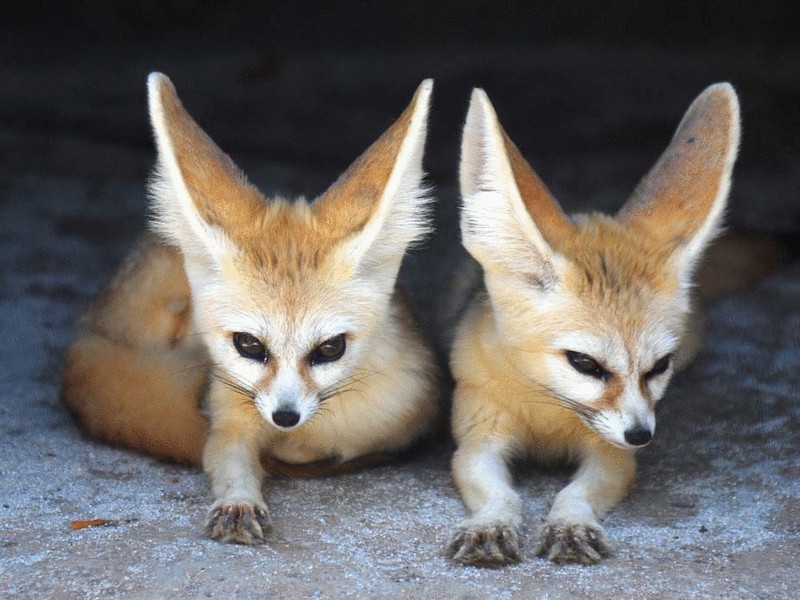 שועל הפנק הוא בעל חיים לילי קטן. סוגי שועלים
