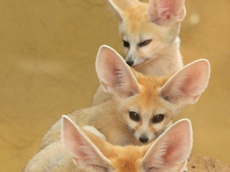 כיצד שועל ארוך האוזניים מתרבה? איך חיים שועלים ארוכי אוזניים?